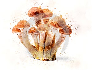 Armillaria mellea - Honey gel Hallimasch mushroom illustration