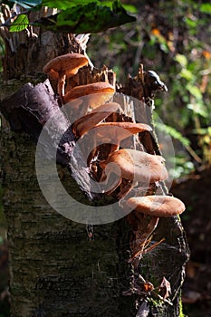 Armillaria mellea or honey mushrooms on the stump