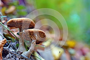 Armillaria mellea mushroom