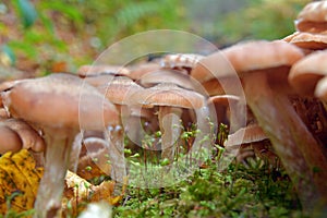 Armillaria mellea mushroom