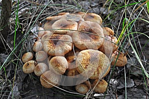 Armillaria mellea mushrooms