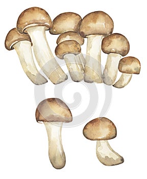 Armillaria mellea mushrooms illustration set, honey fungus clipart. Hand drawn watercolor mushroom isolated