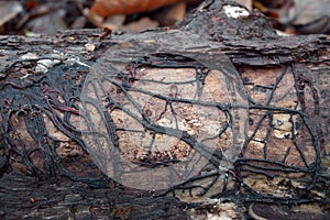 Armillaria mushroom root rot