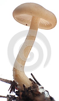 Armillaria mushroom on a white background