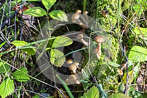 Armillaria mushrooms grow on tree stump in the forest on sunny day