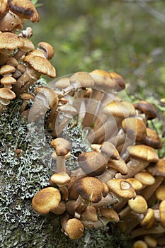 Armillaria mushrooms growing on birch tre