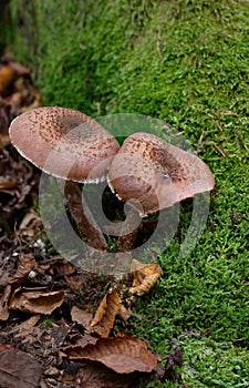 Armillaria ostoyae ( Armillaria solidipes)is a species of fungus, pathogenic to trees,in the family Physalacriaceae.