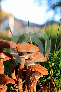 Armillaria ostoyae autumn mushroom growing on dead tree