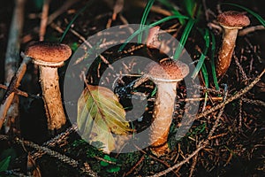 Armillaria ostoyae dark common honey fungus mushroom in colourful autumn forest
