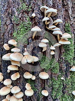 Armillaria ostoyae mushrooms, dark hallimasch in the Rijster forest.