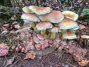 Armillaria ostoyae mushrooms in a forest.