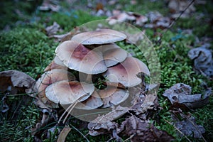 Armillaria ostoyae solidipes mushroom cluster in the forest