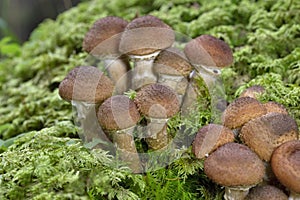 Armillaria ostoyae is a species of fungus, pathogenic to trees, in the family Physalacriaceae.