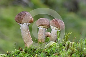 Armillaria ostoyae is a species of fungus, pathogenic to trees, in the family Physalacriaceae.