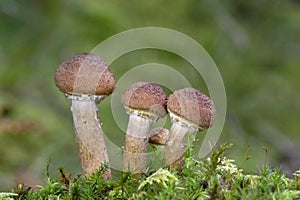 Armillaria ostoyae is a species of fungus, pathogenic to trees, in the family Physalacriaceae.