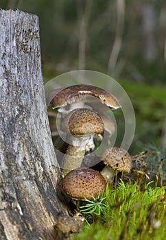 Armillaria ostoyae is a species of fungus, pathogenic to trees, in the family Physalacriaceae.