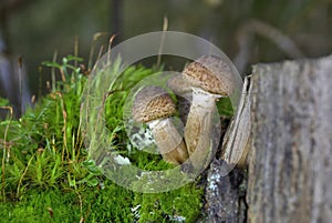 Armillaria ostoyae is a species of fungus, pathogenic to trees, in the family Physalacriaceae.