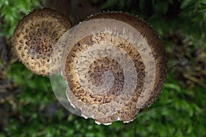 Armillaria ostoyae is a species of fungus, pathogenic to trees, in the family Physalacriaceae.