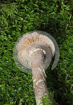 Armillaria ostoyae is a species of fungus, pathogenic to trees, in the family Physalacriaceae.
