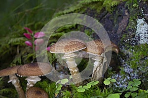 Armillaria ostoyae is a species of fungus, pathogenic to trees, in the family Physalacriaceae.