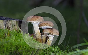 Armillaria ostoyae is a species of fungus, pathogenic to trees, in the family Physalacriaceae.