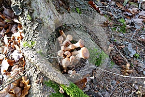 Armillaria ostoyae a species of plant-pathogenic fungus mushroom, here on sick spruce tree  - Tree caring by Arboristic