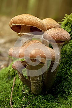 Armillaria solidipes