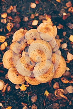 Armillaria solidipes mushrooms among dead leaves