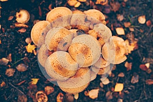 Armillaria solidipes mushrooms among dead leaves