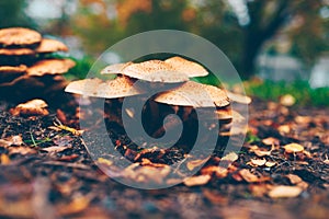 Armillaria solidipes mushrooms among dead leaves