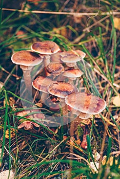 Armillaria solidipes mushrooms in a meadow