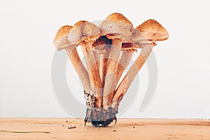 Armillaria solidipes mushrooms on white background