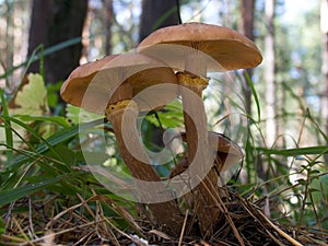 Armillariella mellea