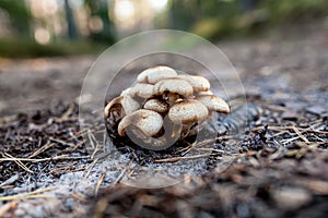 Armillariella mellea, Honey Fungus