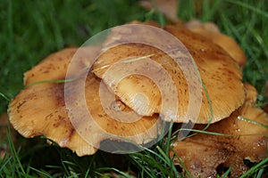 Armillariella mellea mushroom