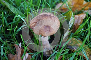 Armillariella mellea mushroom