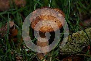 Armillariella mellea mushroom photo
