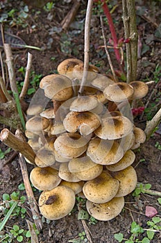 Armillariella mellea - Mushrooms