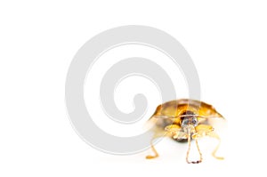 Armor beetle isolated in white