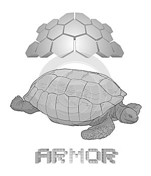 Armor turtle draw