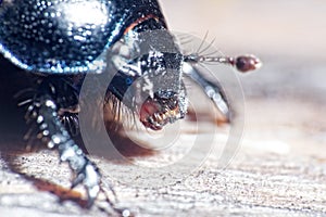 Armored beetle. Dorbeetle