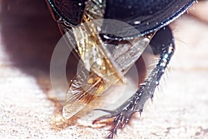 Armored beetle. Dorbeetle