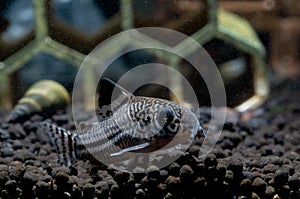 Armored catfish or Cory catfish look for food in aquatic soil near decorative and snail in fresh water aquarium tank