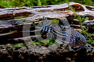 Armored catfish or Cory catfish look for food in aquatic soil near timber decorative in fresh water aquarium tank