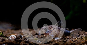 Armored catfish or Cory catfish stay calm on aquatic soil with dark background in fresh water aquarium tank