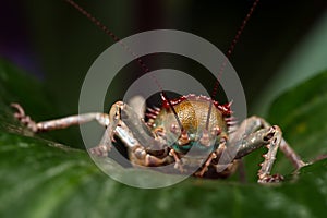 Armoured Cricket (Acanthoplus Discoidalis)