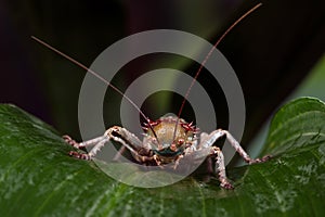 Armoured Cricket (Acanthoplus Discoidalis)