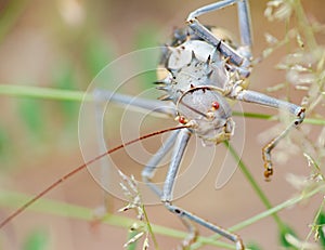 Armoured ground cricket