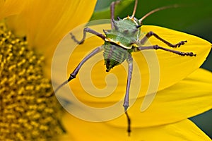 Armoured Ground Cricket