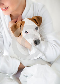 In the arms of a Jack Russell terrier puppy. Pets love. Dog's head close-up.